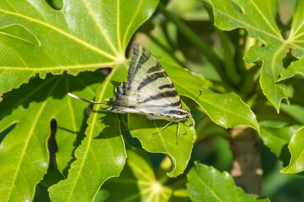 Farfalla su foglia verde