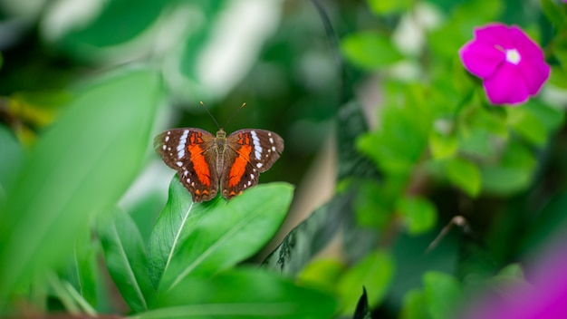 Farfalla su una foglia verde