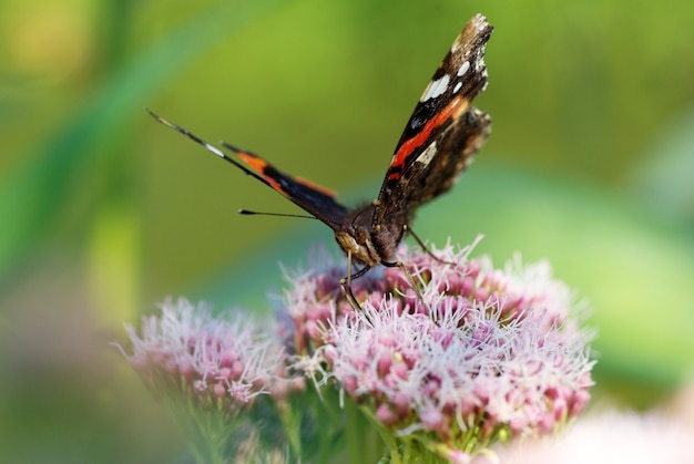 Butterfly on a green leaf