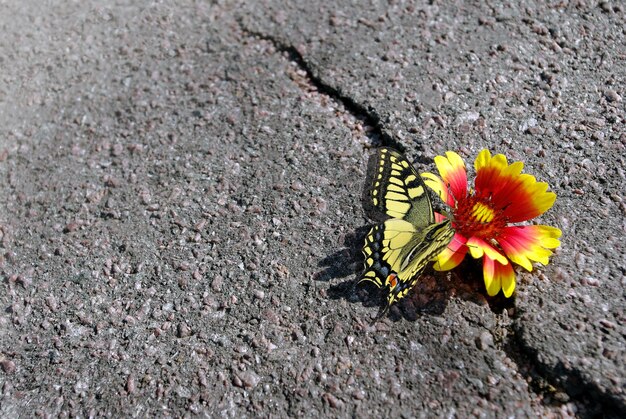 a butterfly on the ground in front of the butterfly house.