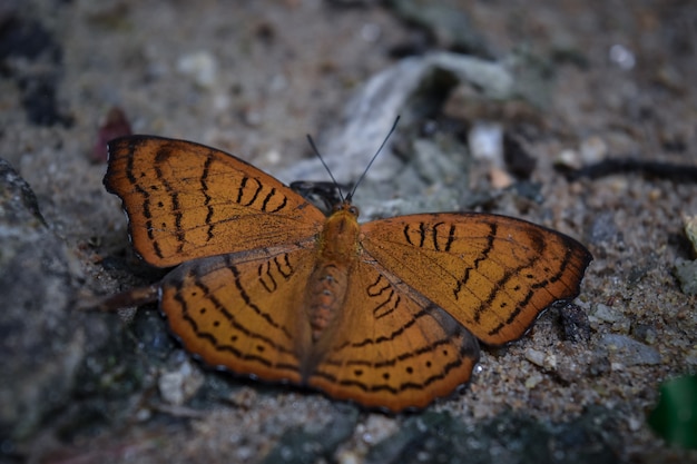 Butterfly on the ground.