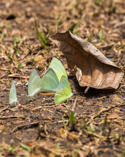 Gruppo di farfalle bianco verde giallo sulle foglie