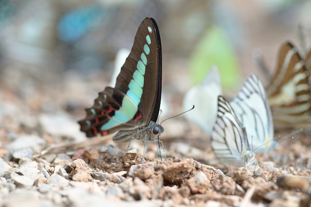 Butterfly group