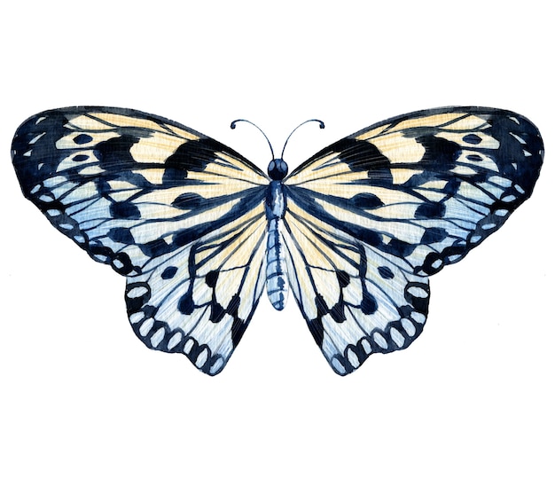 Butterfly hand drawn watercolor realistic painting isolated