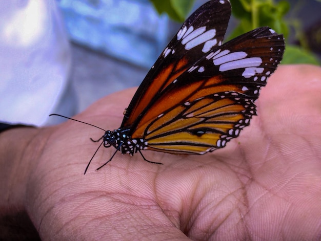 A butterfly on a hand is held by a hand.