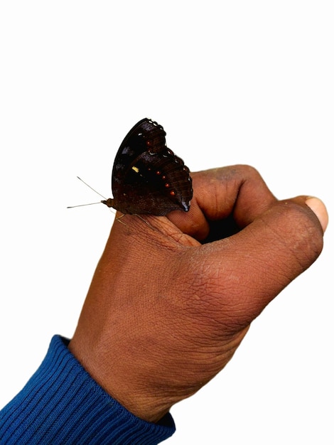 A butterfly on a hand