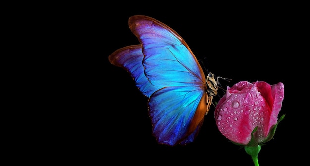 the butterfly has a blue and pink body.