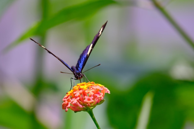 나비 Heliconius 사라