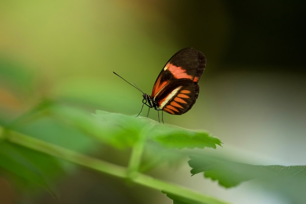 蝶（Heliconus Melpomene）は緑の葉の上にある。