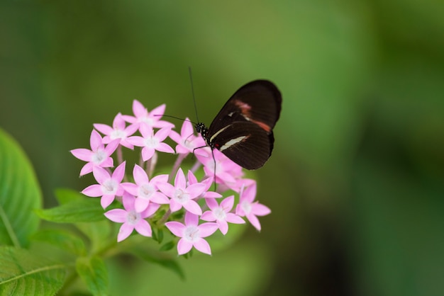 Butterfly (Heliconus Melpomene) on pink flower. 