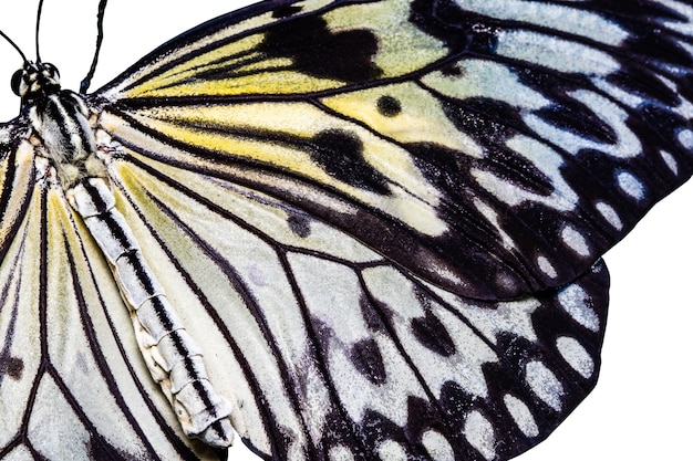 나비 아이디어 leuconoe 흰색 배경에 고립입니다.