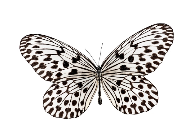Butterfly idee hypermnestra, geïsoleerd op wit