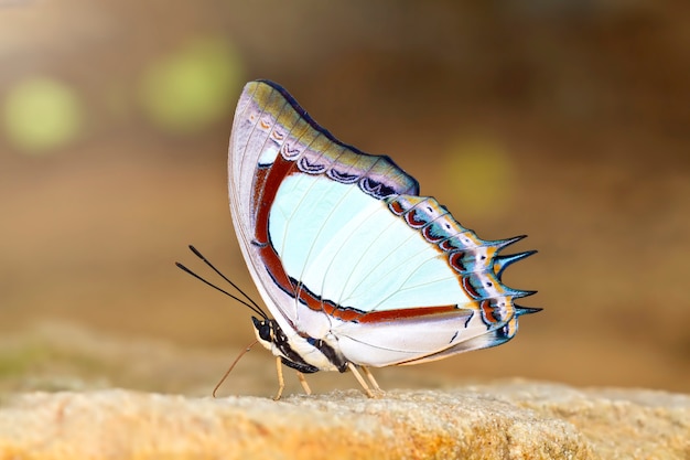 Butterfly in nature, yellow nawab (polyura jalysus)