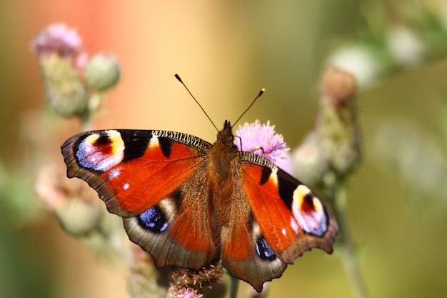 Butterfly inachis, Paon du jour, pauw