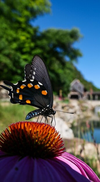 写真 ドッグウッド・キャニオン自然公園の蝶 - 昆虫