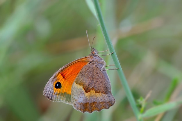 a butterfly is on a blade of grass and is in the grass