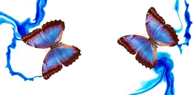 Photo the butterfly is blue and brown
