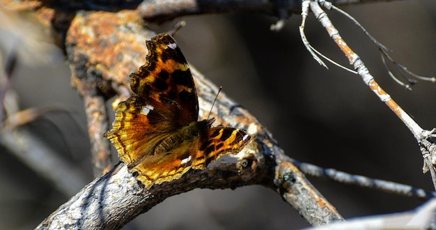 a butterfly is on a branch with a blurry background