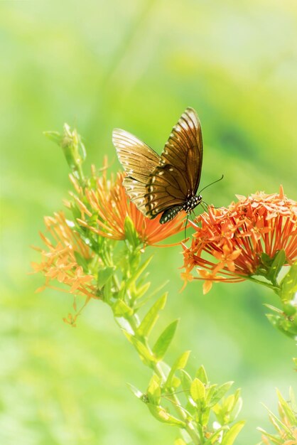 The butterfly is clinging flower in nature