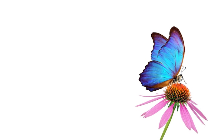 Photo a butterfly is on a flower and the background is white.