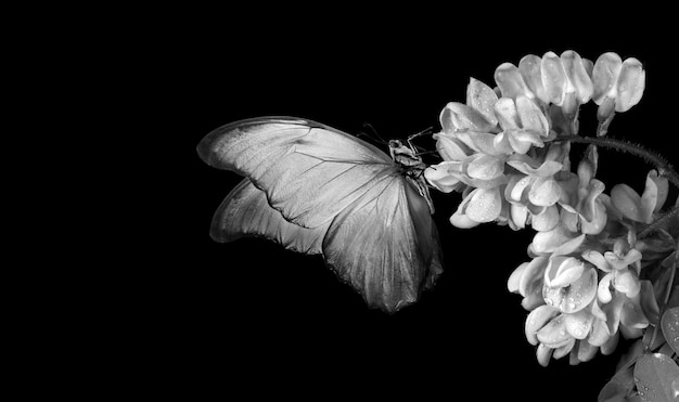 a butterfly is on a flower and the butterfly is black and white.