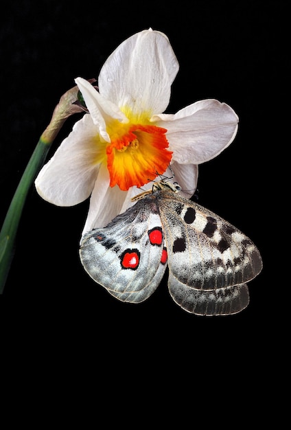 A butterfly is on a flower and the butterfly is on the flower.
