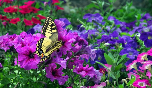 a butterfly is on a flower in a garden.