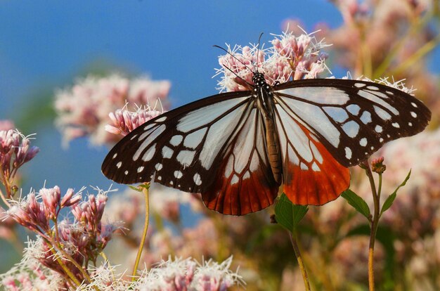 蝶が花の上にいて蝶に食べられるところです