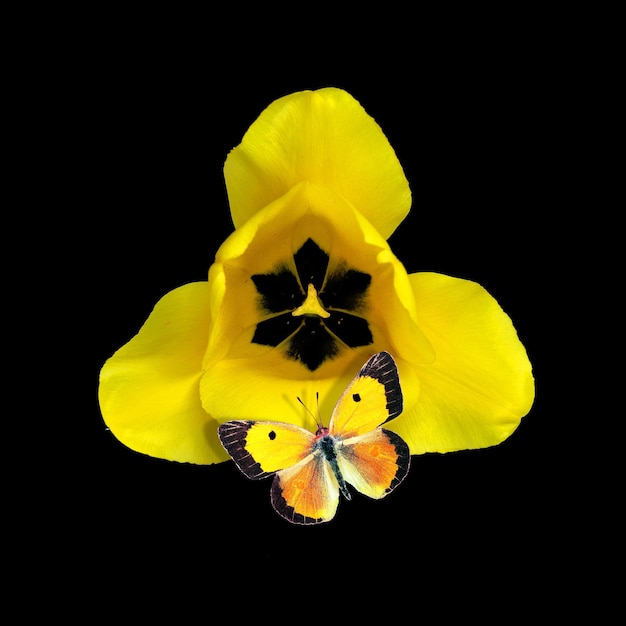 Бабочка находится на цветке с черным фоном.