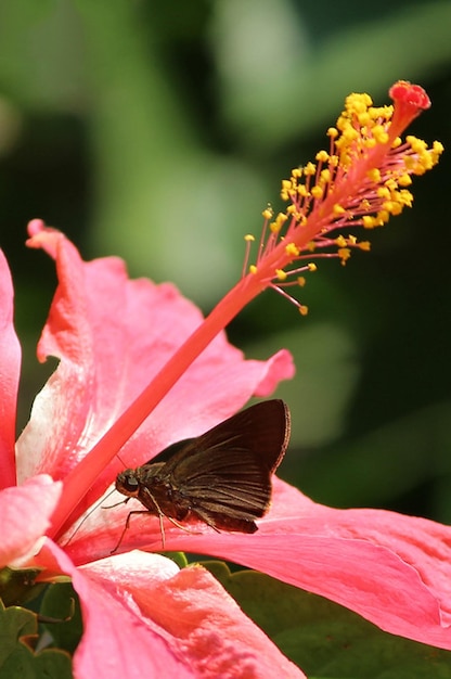 蝶が花の上にその上に蝶がいます