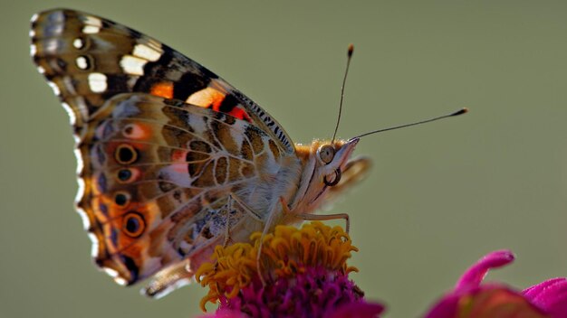 a butterfly is on a flower with the number 3 on it