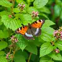 Photo a butterfly is on a flower with the word butterfly on it