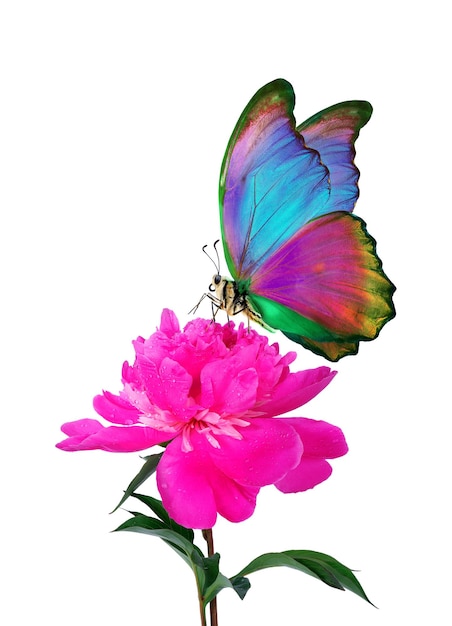 花の上に蝶がいて、蝶という文字が青で書かれています。