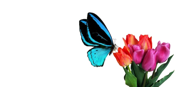 A butterfly is on a flower