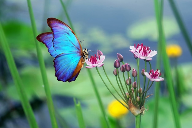 Photo a butterfly is on a flower