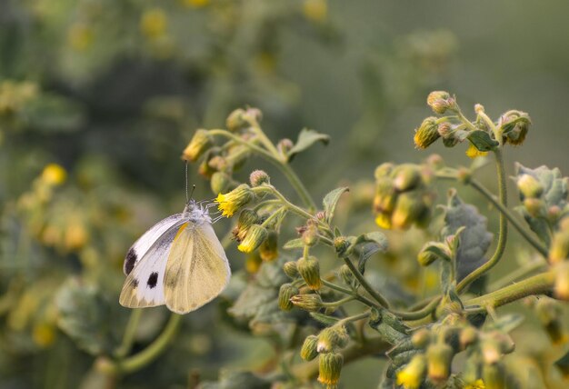 a butterfly is flying in the air and the flower is white