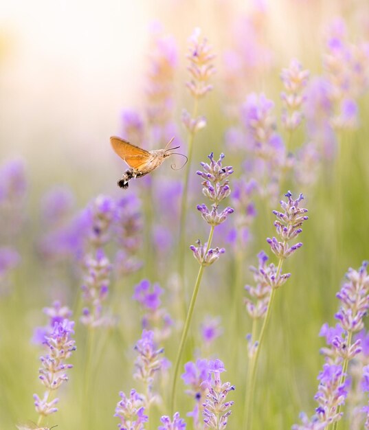 Photo a butterfly is flying over purple flowers with a butterfly on it