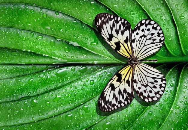 Photo a butterfly is on a leaf with water drops.