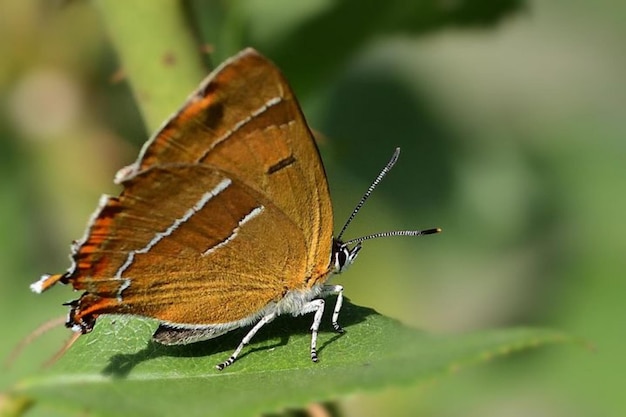 a butterfly is on a leaf with a white stripe.