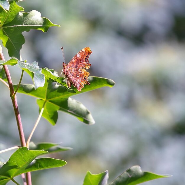 a butterfly is on a leaf with the word quot t quot on it