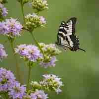 Photo a butterfly is on a purple flower with the number 1 on it