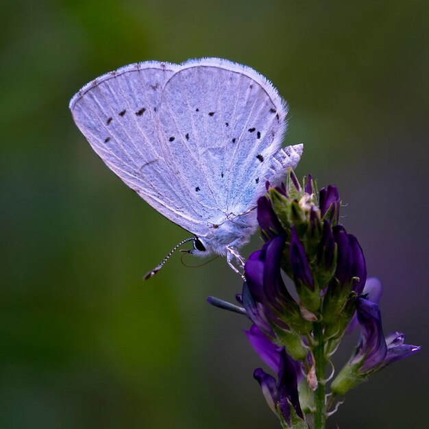 a butterfly is on a purple flower with the word quot i quot on it