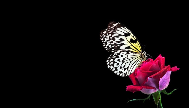 a butterfly is on a red rose and the butterfly is black and white.