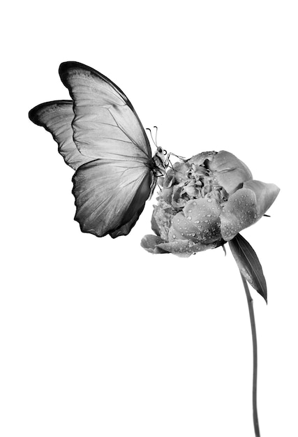 Photo a butterfly is shown on a white background with a butterfly on it.
