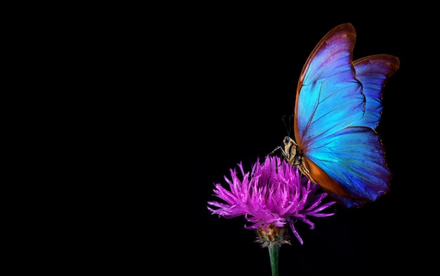 A butterfly is shown with the word butterfly on the back.