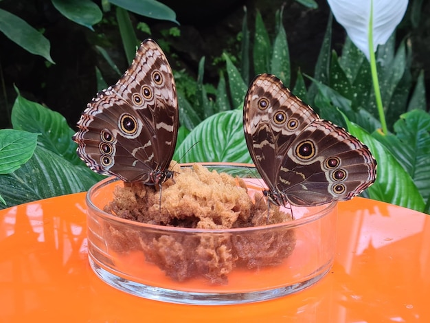 A butterfly is sitting on a bowl of food with the butterflies on it