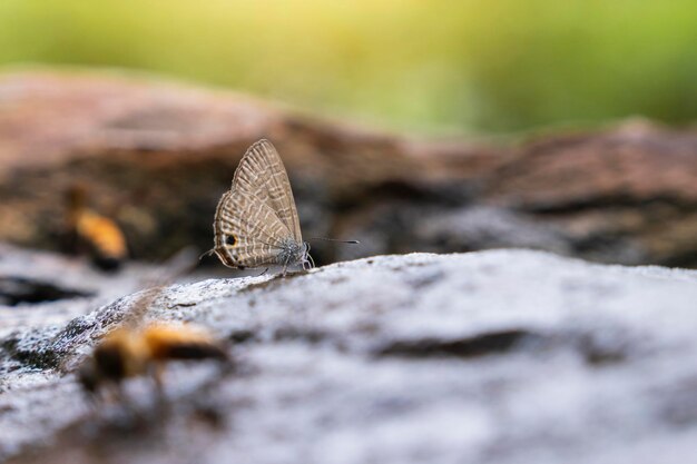 Photo butterfly is sucking minerals from the soil