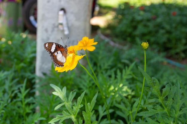 Photo butterfly is sucking nectar from singapore daisy