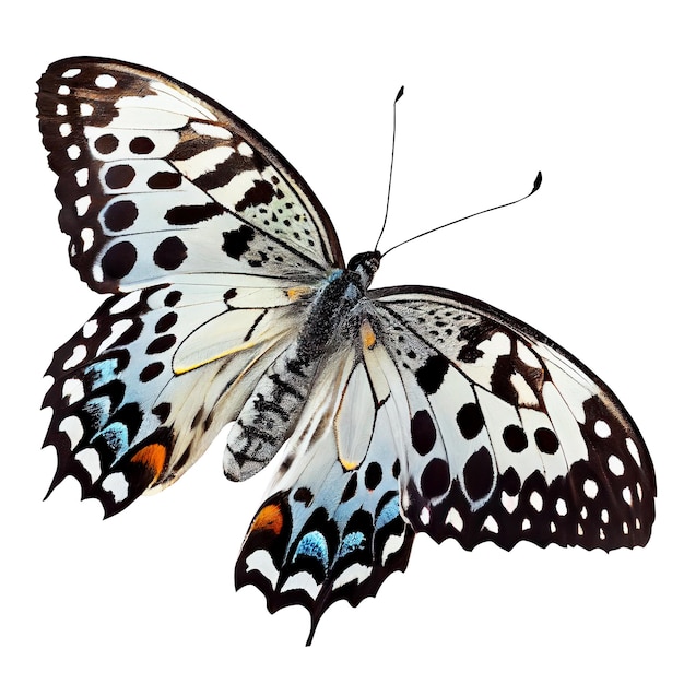 Farfalla isolata su sfondo bianco