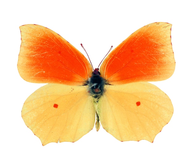 Butterfly isolated on white. orange yellow butterfly gonepteryx\
macro. for design, art, print,